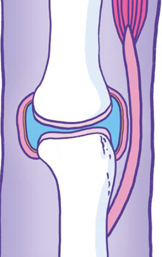 Cross-sectional diagram of a synovial joint and it’s periarticular structures