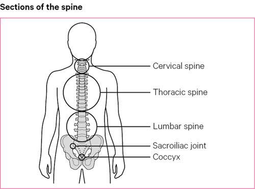 The sections of the spine consist of cervical, thoracic, lumbar spine, the sacroiliac joint and the cocyx.