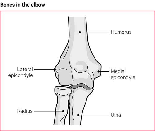 Bones in the deals elbow