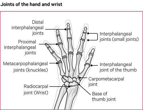 hand knuckle joints parts