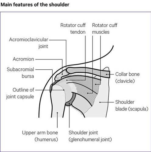 Shoulder Pain - Symptoms and Causes