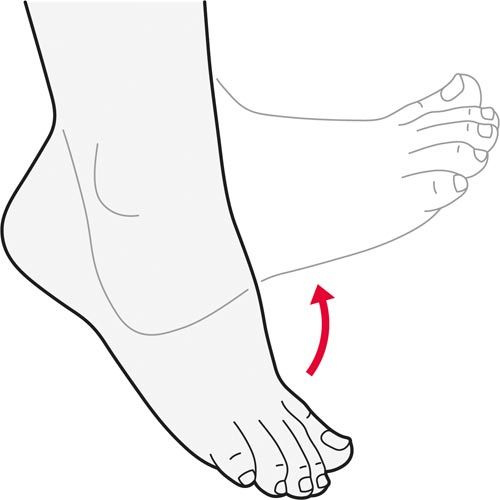 ankle range of motion