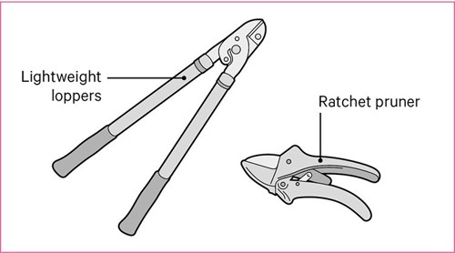 An illustration of a pair of loppers and a ratchet pruner.