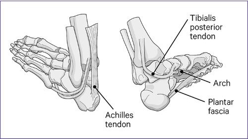 3 Differential diagnosis of medial arch and heel pain | Download Table