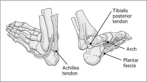 Main structures of the feet that are affected by foot pain, including the Achilles tendon, the Tibialis posterior tendon, the Arch, and the Plantar fascia.